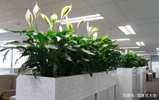 新手养花必备小常识，熟知植物3点生长规律，养一盆旺一盆