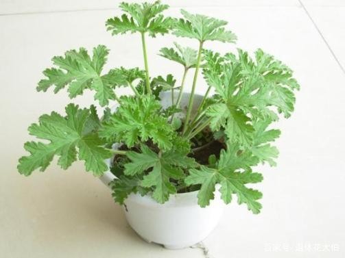 新手养花必备小常识，熟知植物3点生长规律，养一盆旺一盆