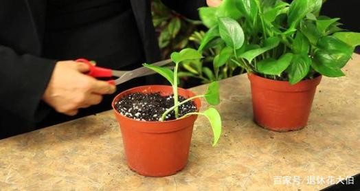 新手养花必备小常识，熟知植物3点生长规律，养一盆旺一盆