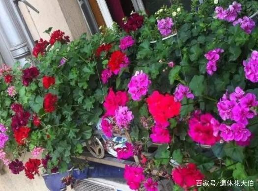 新手养花必备小常识，熟知植物3点生长规律，养一盆旺一盆