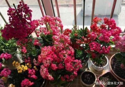 新手养花必备小常识，熟知植物3点生长规律，养一盆旺一盆