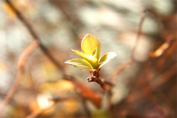 哪些食物不能搭配在一起吃