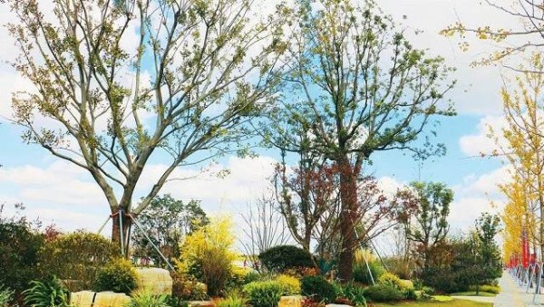 生活其实像打理花草一样 种什么植物不用怎么打理