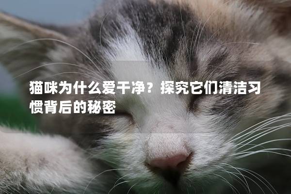 猫咪为什么爱干净？探究它们清洁习惯背后的秘密