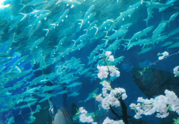 免门票来武汉该玩什么，附旅游攻略和门票预约小技巧