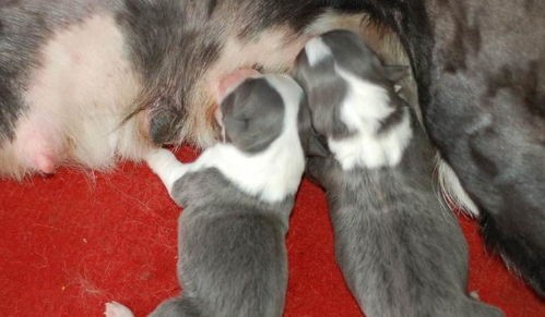 “宠物陪伴技巧：学会正确抱狗狗”