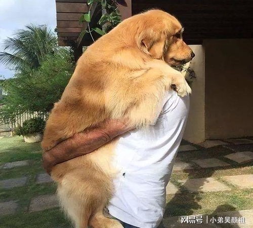 “宠物陪伴技巧：学会正确抱狗狗”