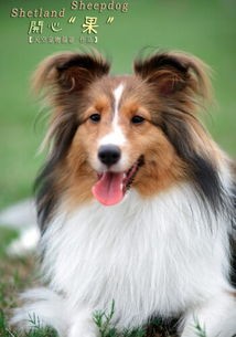 了解喜乐蒂习性，掌握宠物照顾技巧。