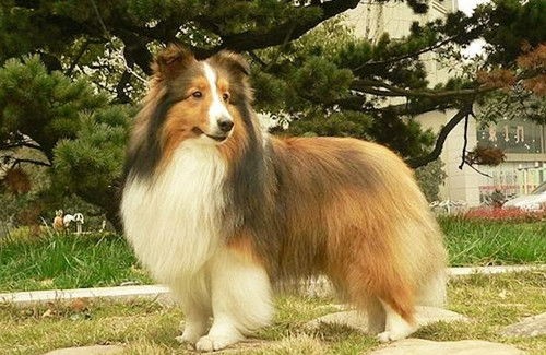 了解喜乐蒂习性，掌握宠物照顾技巧。