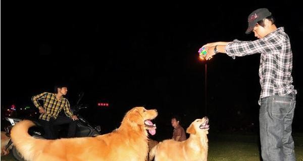 外出遛狗喂狗，为你的宠物做好这些！（照顾宠物健康的一些小技巧）