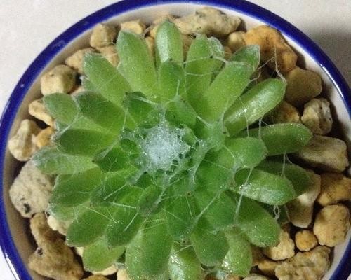 以小卷绢怎么养——细说照顾小卷绢的技巧（小卷绢的饲养指南，让你成为懂养宠物的好主人）