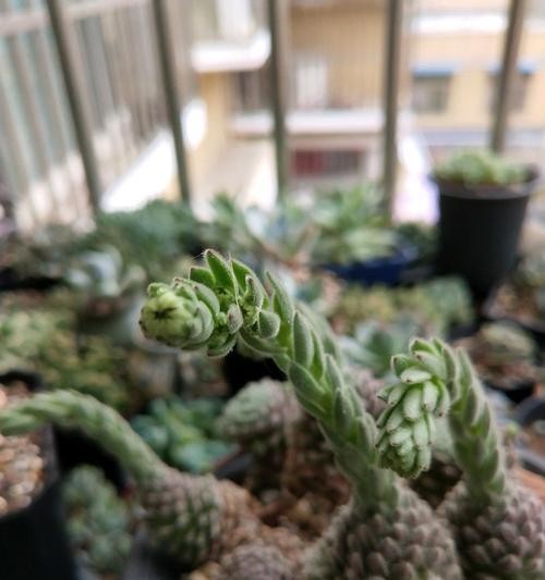 以小卷绢怎么养——细说照顾小卷绢的技巧（小卷绢的饲养指南，让你成为懂养宠物的好主人）