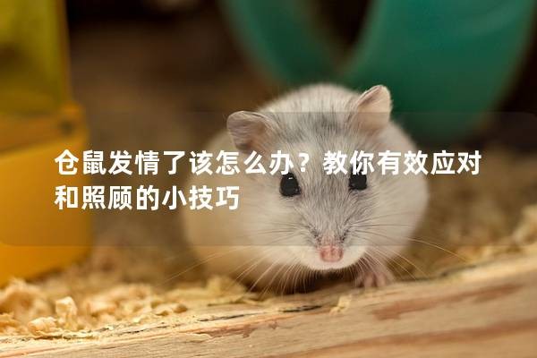 仓鼠发情了该怎么办?教你有效应对和照顾的小技巧
