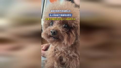 谁家的狗狗气性会那么大，主人带弟弟下楼遛弯没带它，结果气得差点张口骂人了，根本哄不好