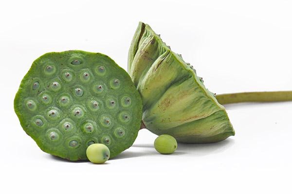 莲蓬的功效与作用 食用莲蓬的禁忌