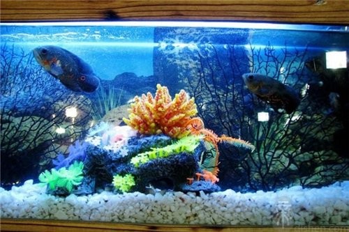 卧室鱼缸摆放位置风水禁忌