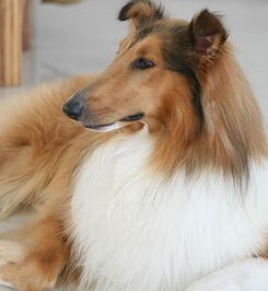 苏格兰牧羊犬护理秘籍：毛发打理与日常照顾全攻略！