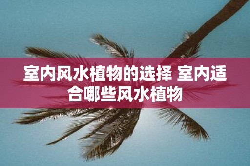 室内风水植物的选择 室内适合哪些风水植物