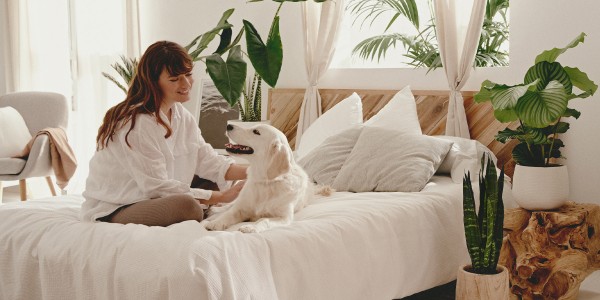 对猫友好的室内植物