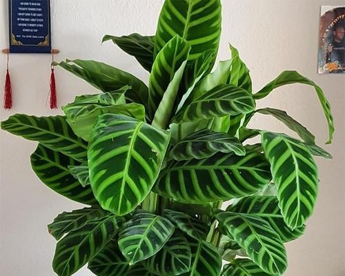 喜阴耐寒的室内花卉有哪些？如何挑选适合室内种植的植物？