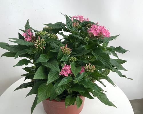 喜阴耐寒的室内花卉有哪些？如何挑选适合室内种植的植物？