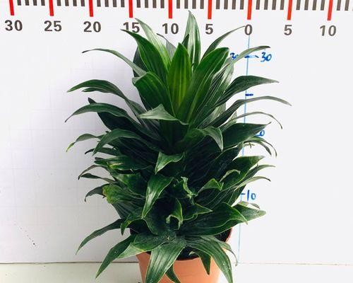 喜阴耐寒的室内花卉有哪些？如何挑选适合室内种植的植物？