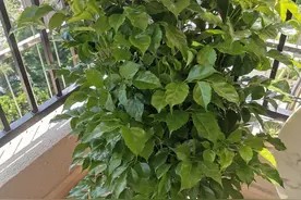 室内养“10种”花草,好养易活,茂盛常绿,提神醒脑净化空气图片