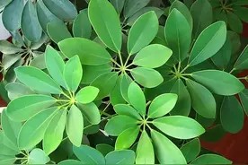 室内养“4种花”,四季常绿很好养,不停长枝叶,家中空气一级棒图片