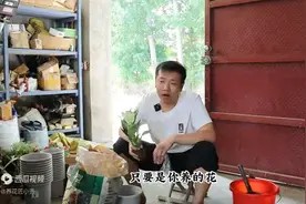 铂金钻不是戒指,而是绿植,室内栽培很漂亮,而且非常好养图片