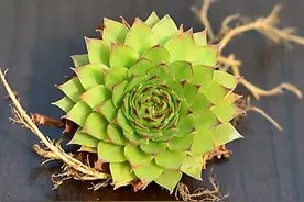 3种漂亮“小绿植”,养一棵长十棵,容易养活,生长快易爆盆图片