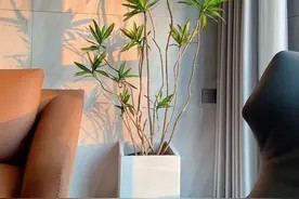 “8大”盆栽美观好养,适合室内,很茂盛开花艳,花很多很喜庆图片