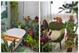 30款亲测活过一年的家庭绿植推荐,绿植新手放心抄作业图片