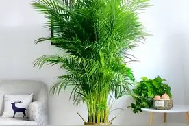 5种“大绿植”,往客厅一摆,大气又漂亮,既干净又好养图片