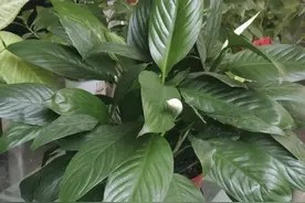 “家有4种花,不富也旺运”,多养2棵能镇宅,半年就旺盛,生根快图片