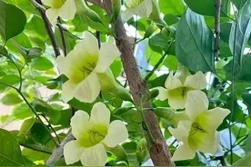 家中养上8种吉利树,吸灰尘长势旺,一年四季生机勃勃、财运旺盛图片