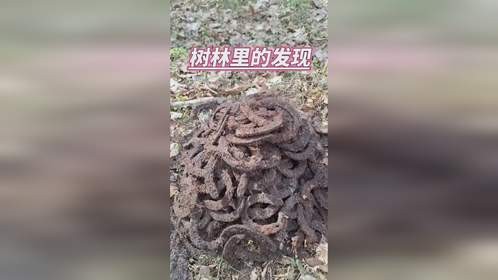 树林里的奇怪发现