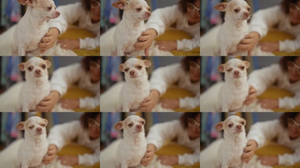 一位中年女性在温馨的卧室环境中,轻柔地抚摸着床上的小吉娃娃,捕捉到家庭环境中宁静亲密的瞬间。