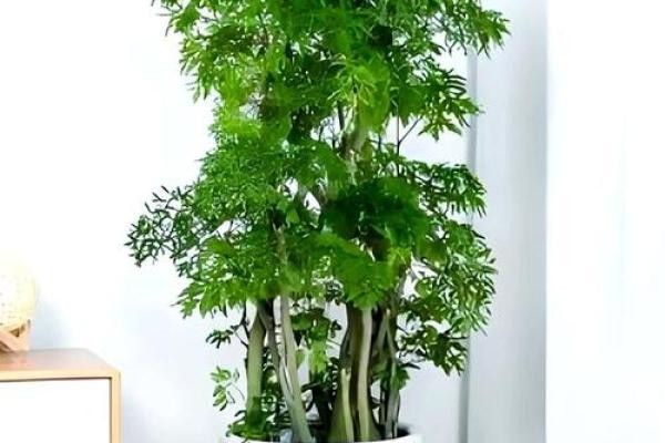 绿植办公桌：提升运势，让工作与风水相得益彰