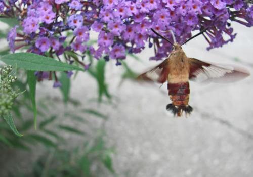 密蒙花的营养价值 第3张