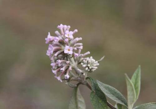 密蒙花的营养价值 第4张