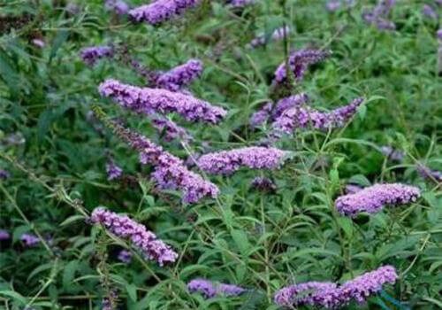 密蒙花的营养价值 第5张