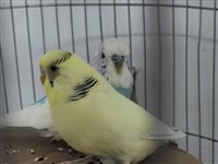 特色大头虎皮，非常健康，有事养不了了，带笼子出售。巩义自提