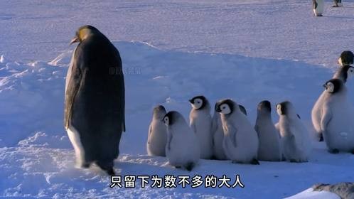 帝企鹅爸爸妈妈纷纷离开小企鹅，小企鹅宝宝们该怎么样独自生存