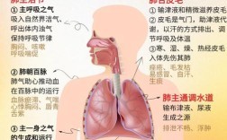 呼吸方面的生理学常识