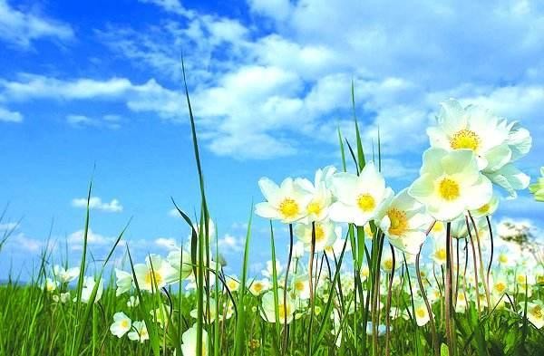 简单朴素的活着,淡泊从容的心态