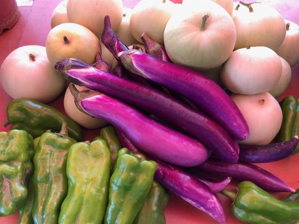 厨余有机肥料栽种的蔬果，看起来更加硕大肥美。（李金生摄）