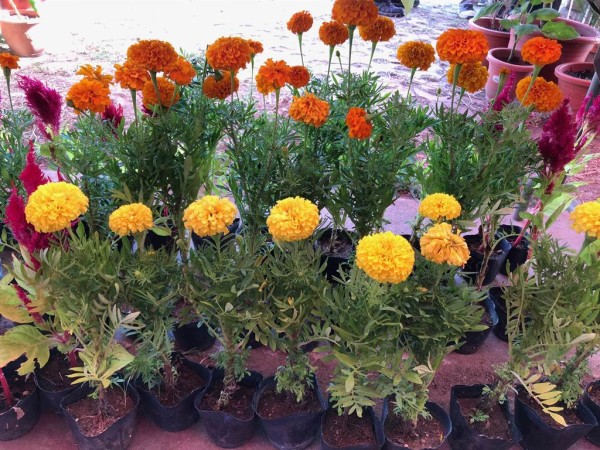 厨余有机肥料用于栽种花木，也是十分理想的有机介质。（李金生摄）