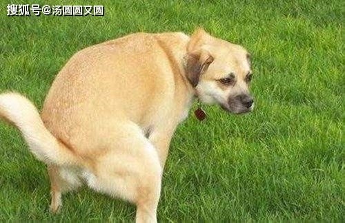 狗狗两个月不拉屎，原因及对策。