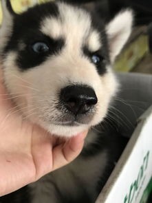 狗狗两个月不拉屎，原因及对策。