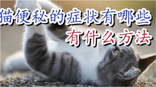 猫咪便秘原因及对策指南